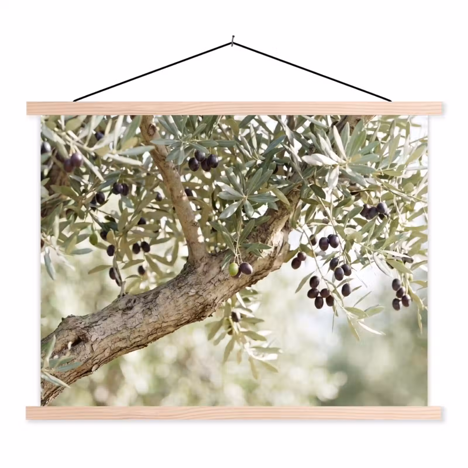 Schoolplaat - Olijfboom - tak - groen - Olijfboom - tak - groen textielposter latten blank klein