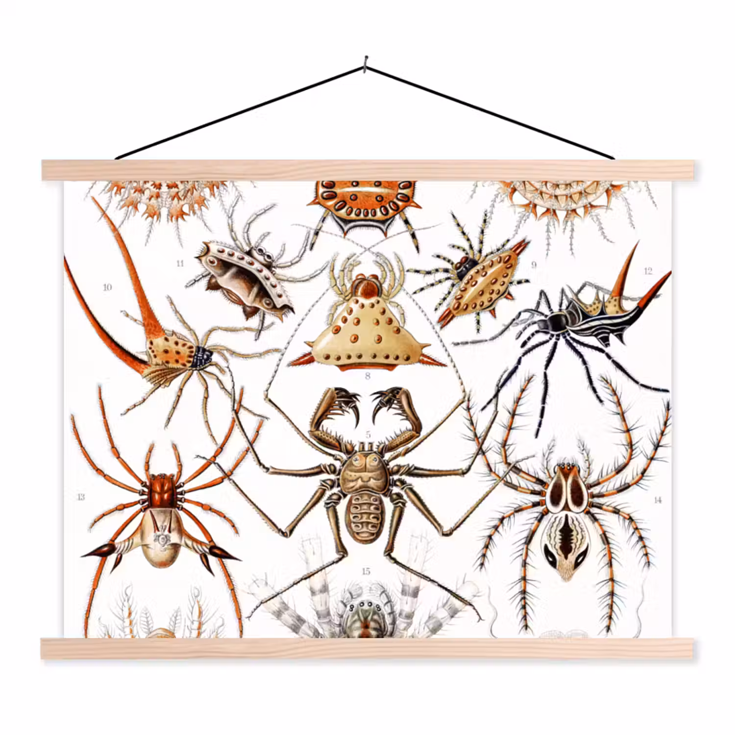Retro - Ernst Haeckel - Insecten - Tuinposter - Tuin textielposter latten blank klein -3d