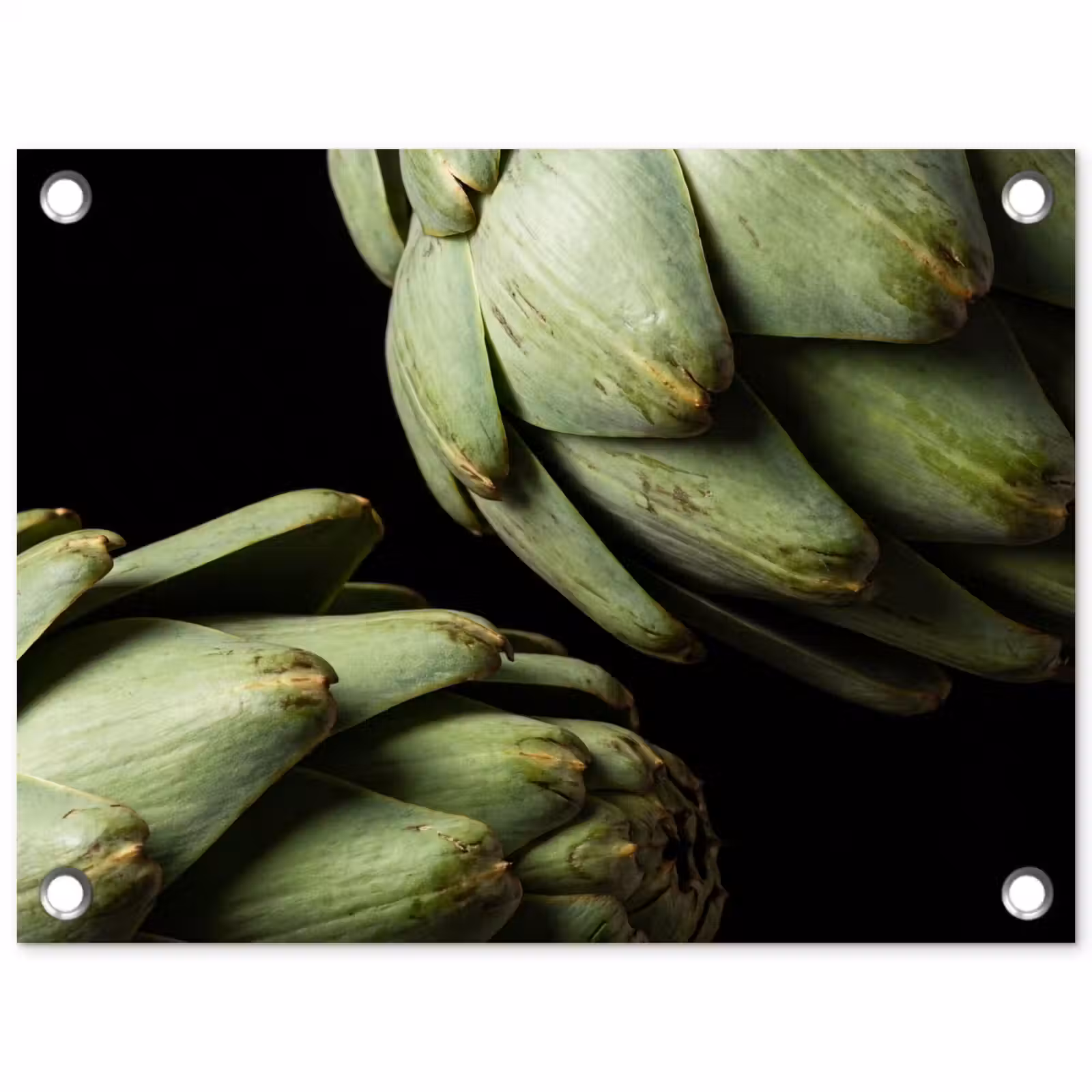 Tuinposter - Artisjok - Groen - Eten - Artisjok - Groen - Eten tuinposter los doek klein