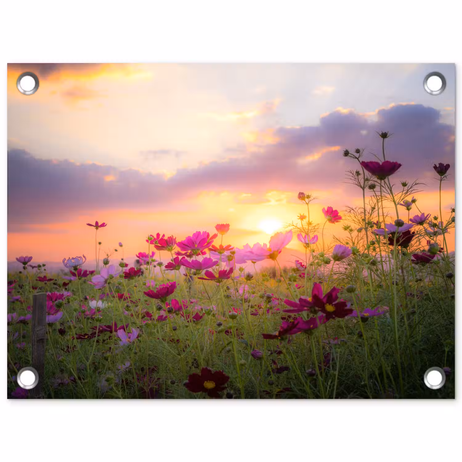 Bloemen - Roze - Zonsondergang - Natuur - Weide - Horizon tuinposter los doek klein -3d