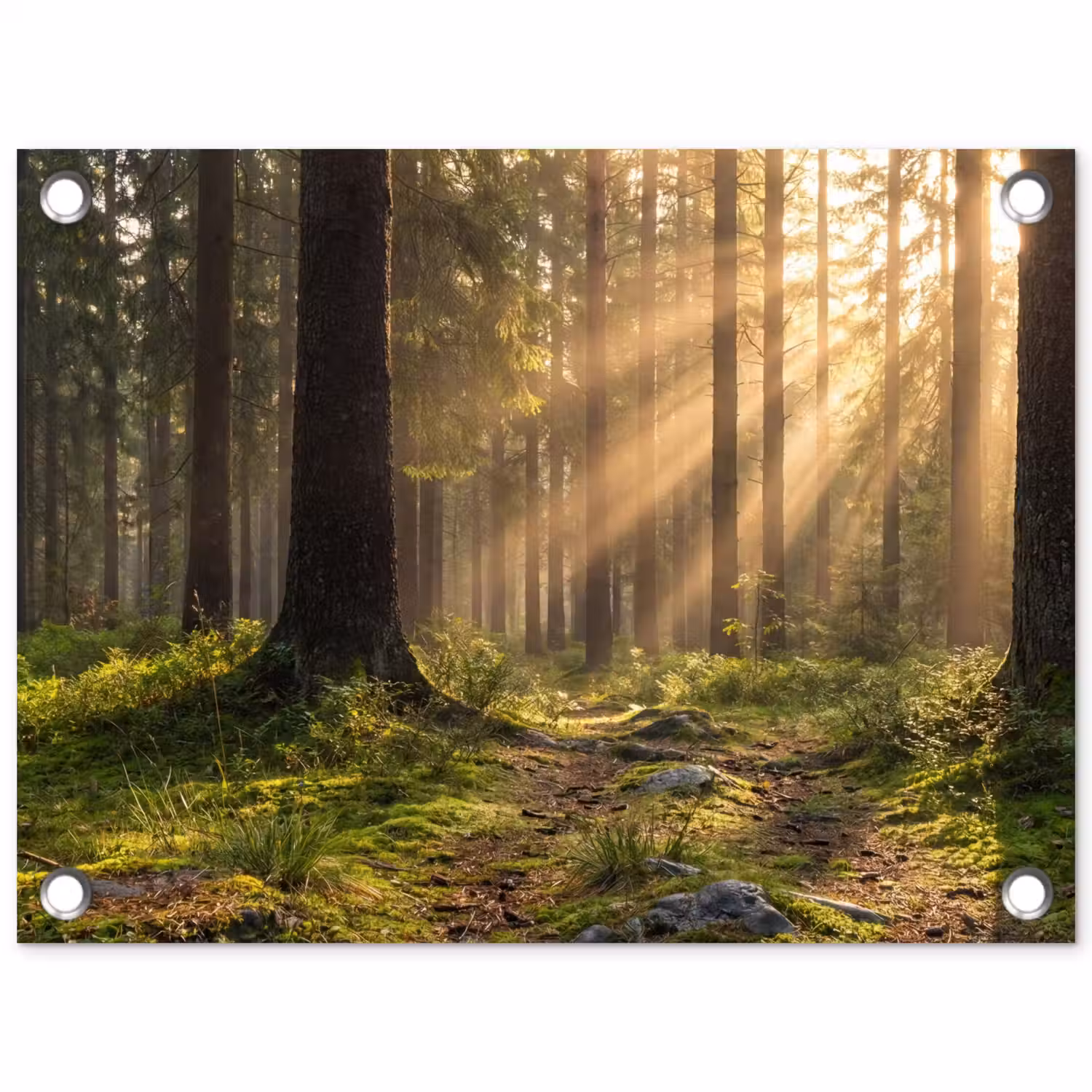 Bos - Zonlicht - Gras tuinposter los doek klein -3d
