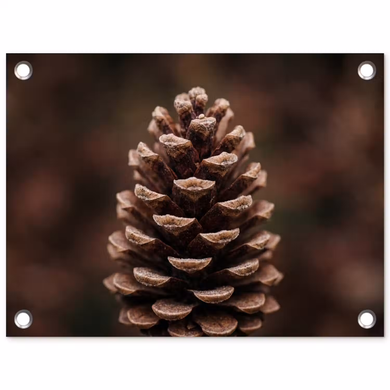 Dennenappel - Bos - Herfst - Bruin - Sfeervol tuinposter los doek klein -3d