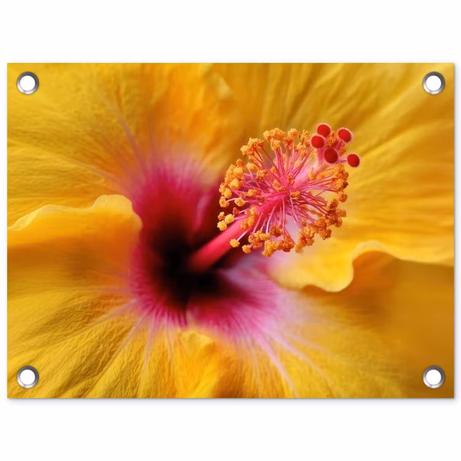 Geel - Hibiscus - Tropisch tuinposter los doek klein -3d