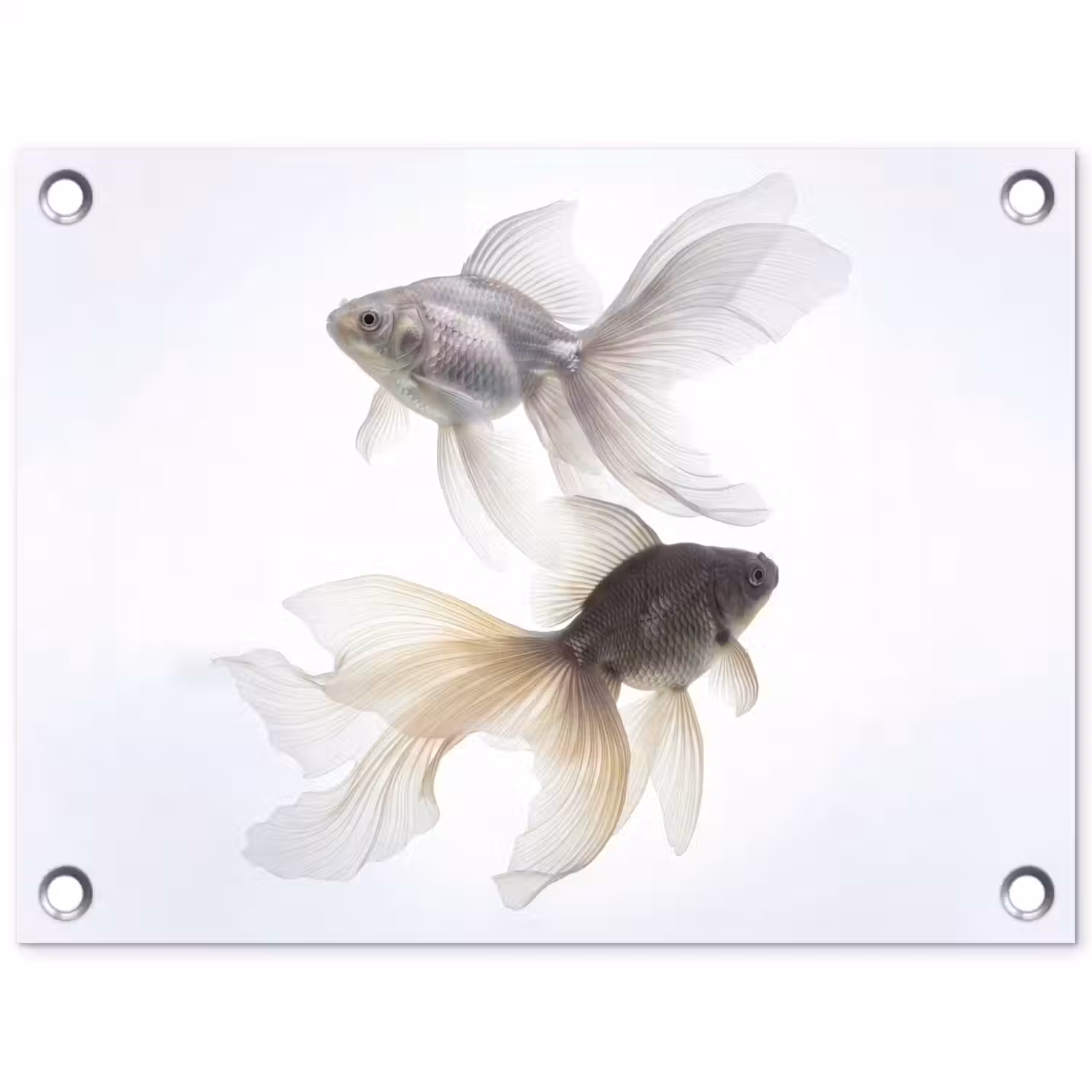 Goudvissen - Modern - Wit tuinposter los doek klein -3d