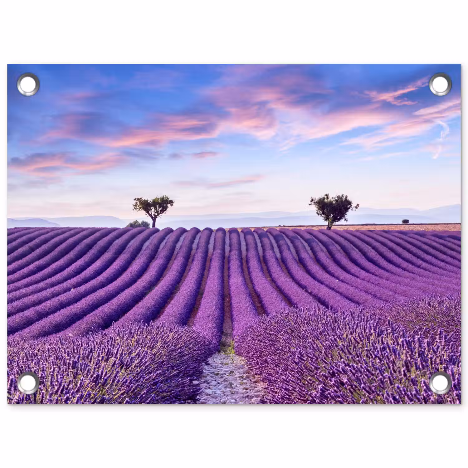 Lavendel - Natuur - Paars - Bomen - Bloemen tuinposter los doek klein -3d