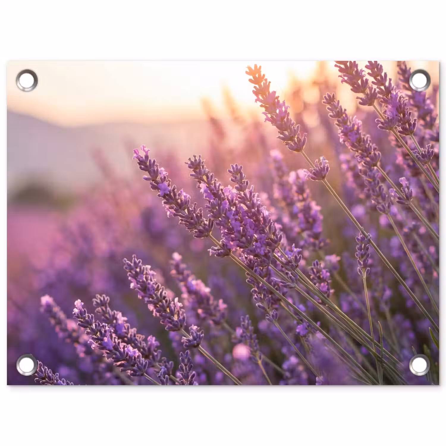 Lavendel - Paars - Zonlicht tuinposter los doek klein -3d