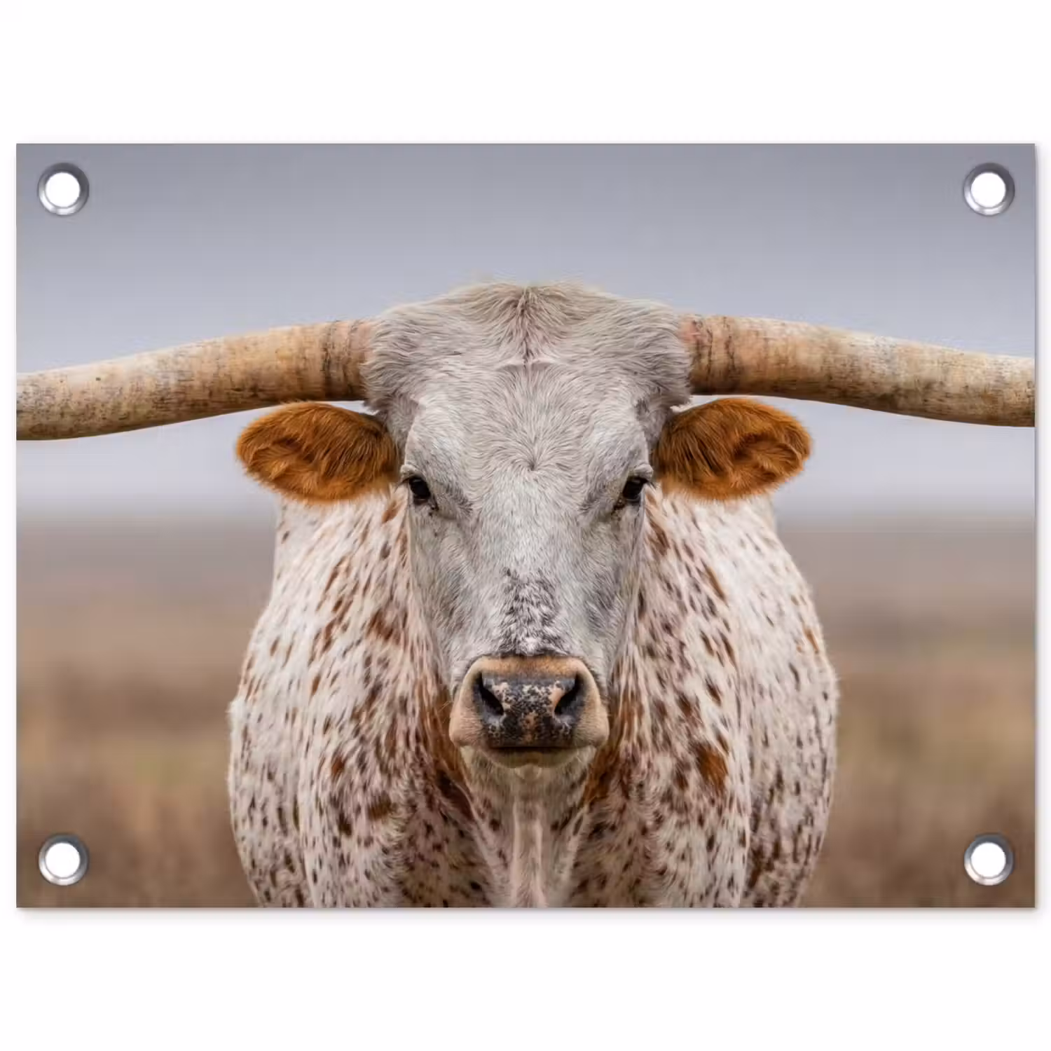 Longhorn - Grasveld - Dier tuinposter los doek klein -3d