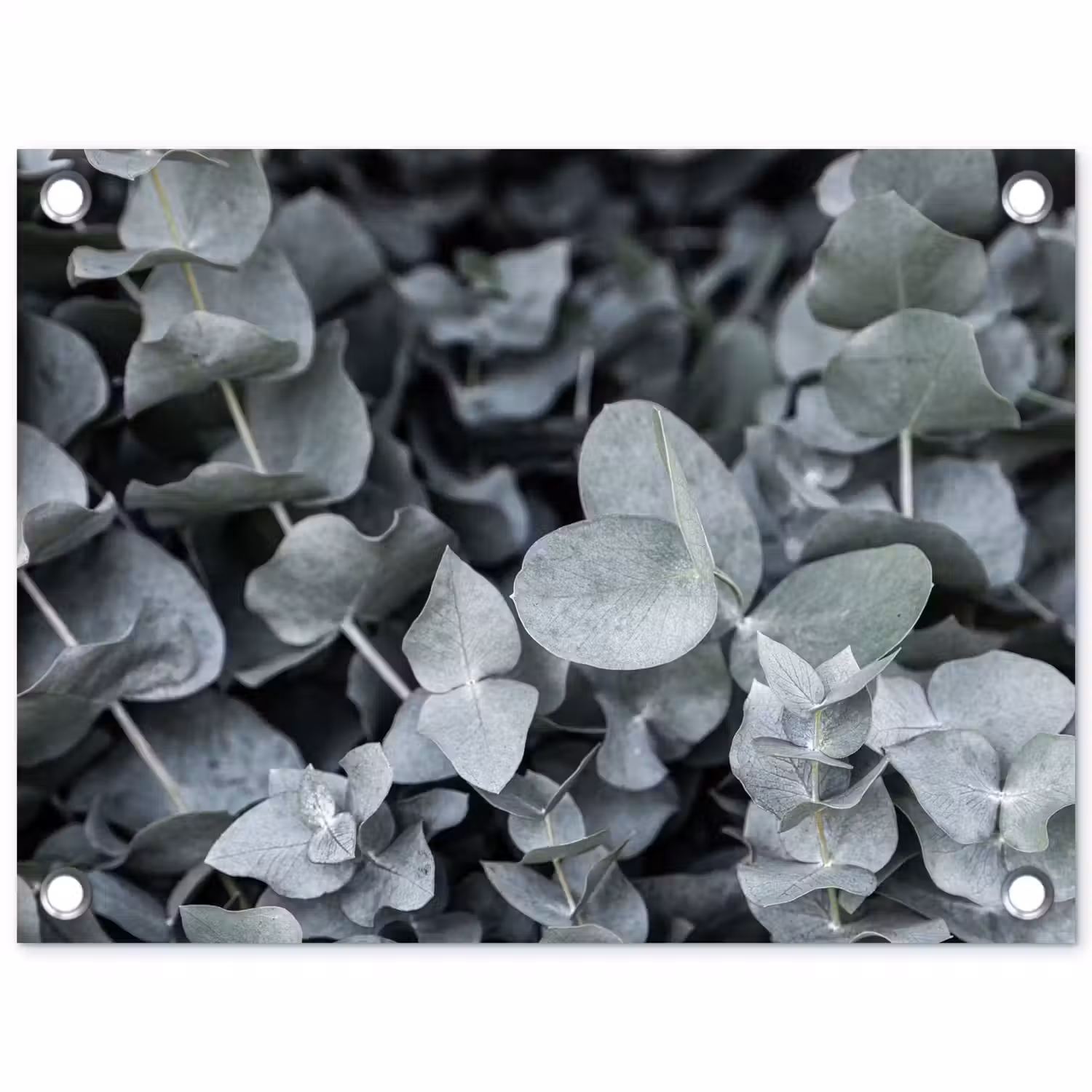 Natuur - Planten - Eucalyptus - Bladeren tuinposter los doek klein -3d