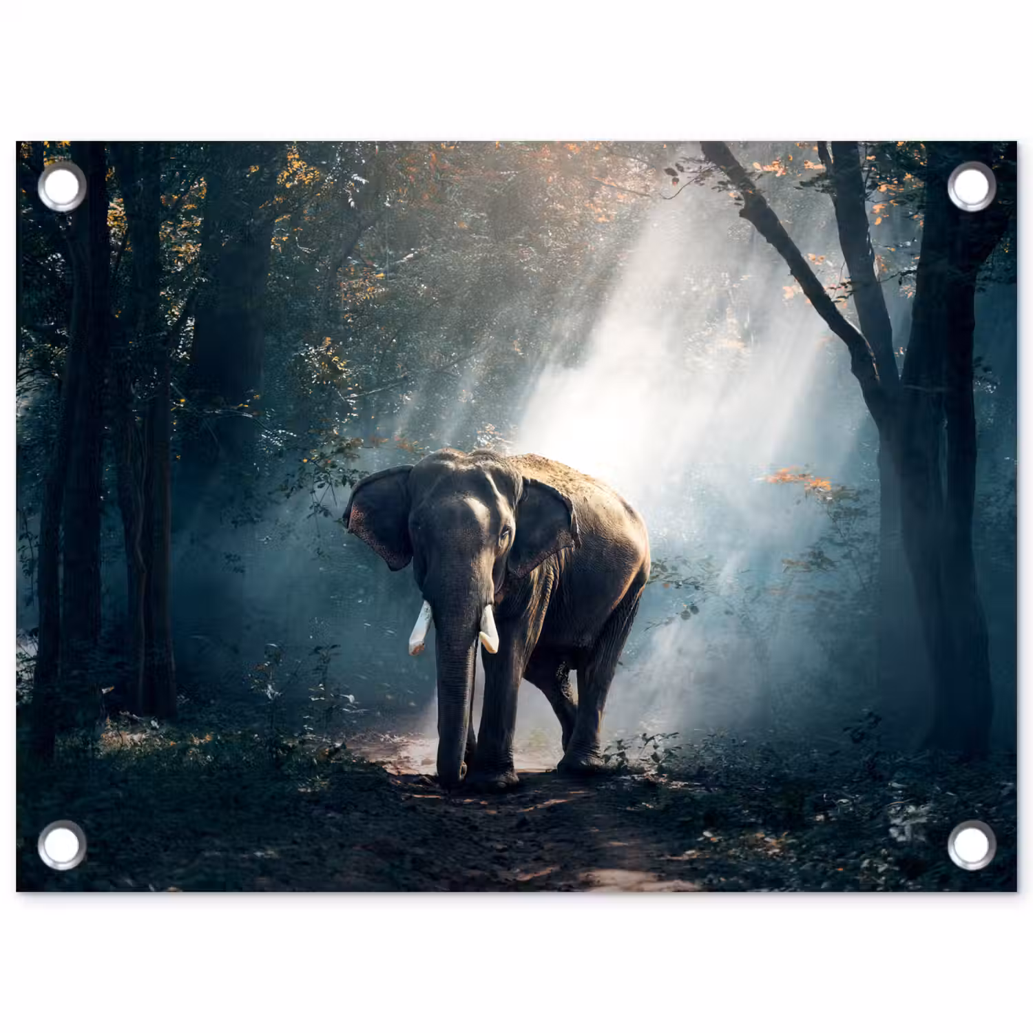 Olifant - Dieren - Licht - Bos - Natuur - Wilde dieren tuinposter los doek klein -3d