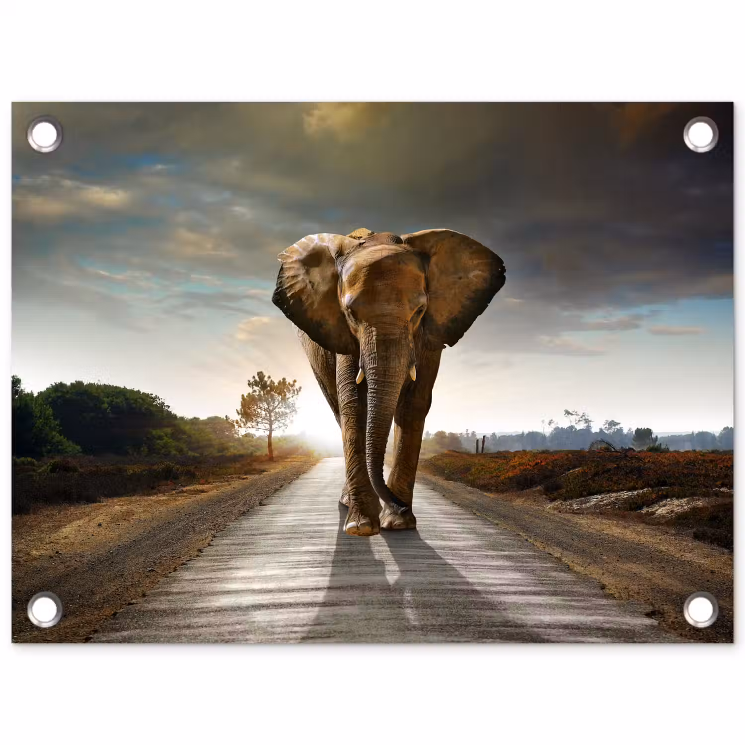 Olifant - Weg - Dieren - Zonsondergang - Landschap tuinposter los doek klein -3d