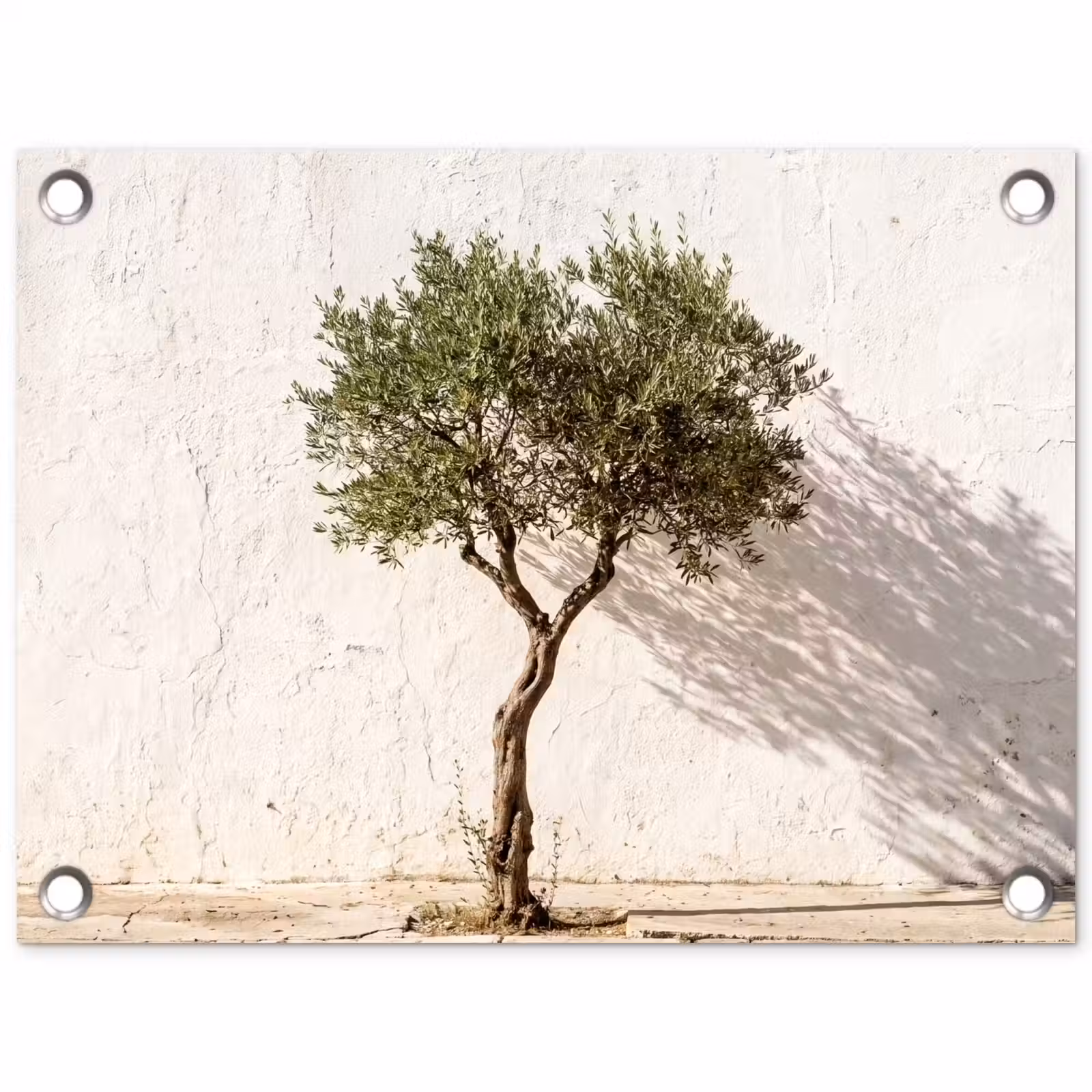 Tuinposter - Olijfboom - muur - wit - Olijfboom - muur - wit tuinposter los doek klein