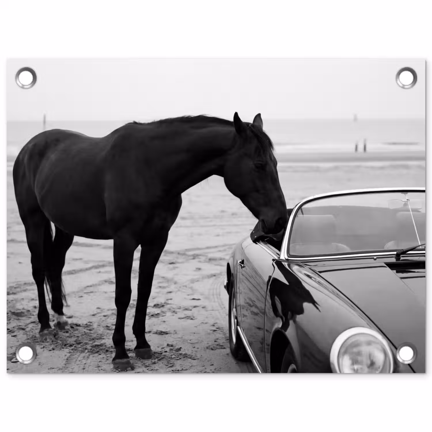 Paard - Auto - Zwart - Wit tuinposter los doek klein -3d