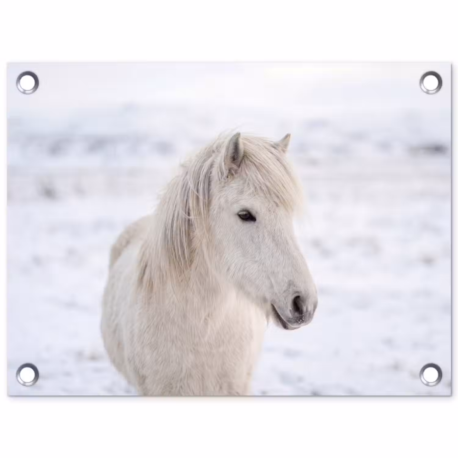 Paard - Kop - Winter - Dieren - Wit tuinposter los doek klein -3d