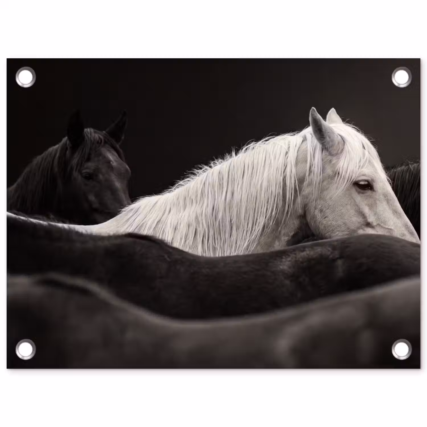 Paarden - Zwart - Wit - Kudde tuinposter los doek klein -3d
