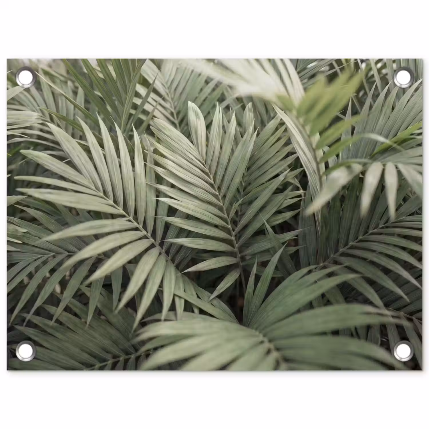 Plant - Palmbladeren - Natuur - Groen tuinposter los doek klein -3d