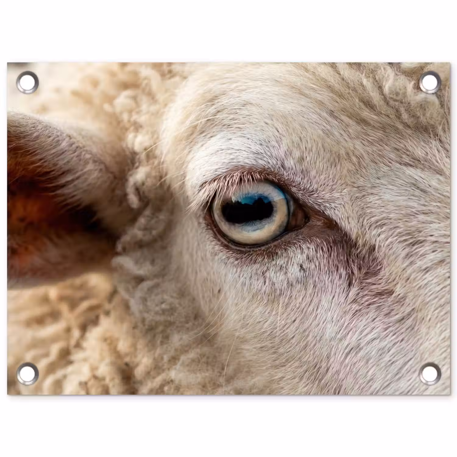 Schaap - Oog - Wit tuinposter los doek klein -3d