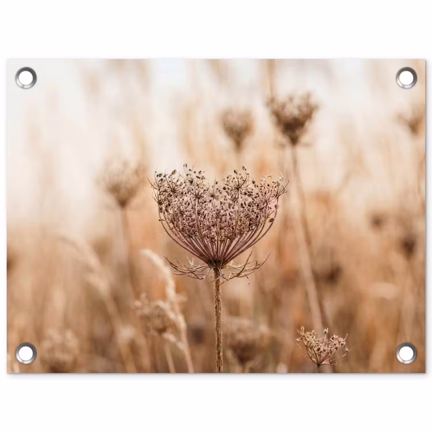 Schermbloem - Droogbloem - Winter - Beige - Minimalistisch tuinposter los doek klein -3d