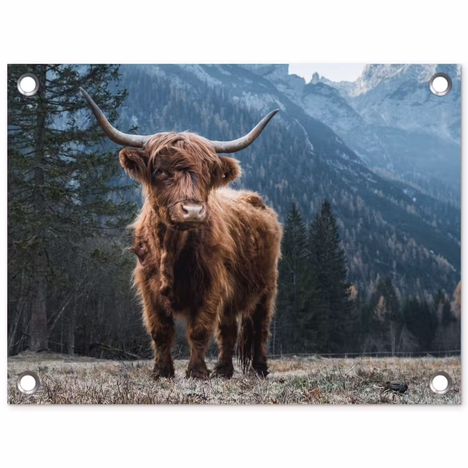 Schotse hooglander - Berg - Landschap - Bomen - Koe - Natuur tuinposter los doek klein -3d