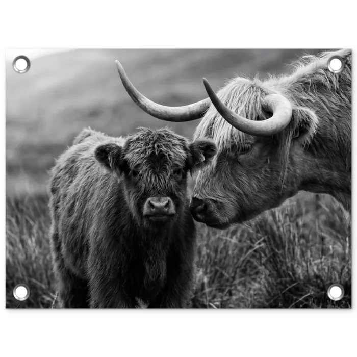 Schotse hooglander - Kalf - Zwart - Wit tuinposter los doek klein -3d