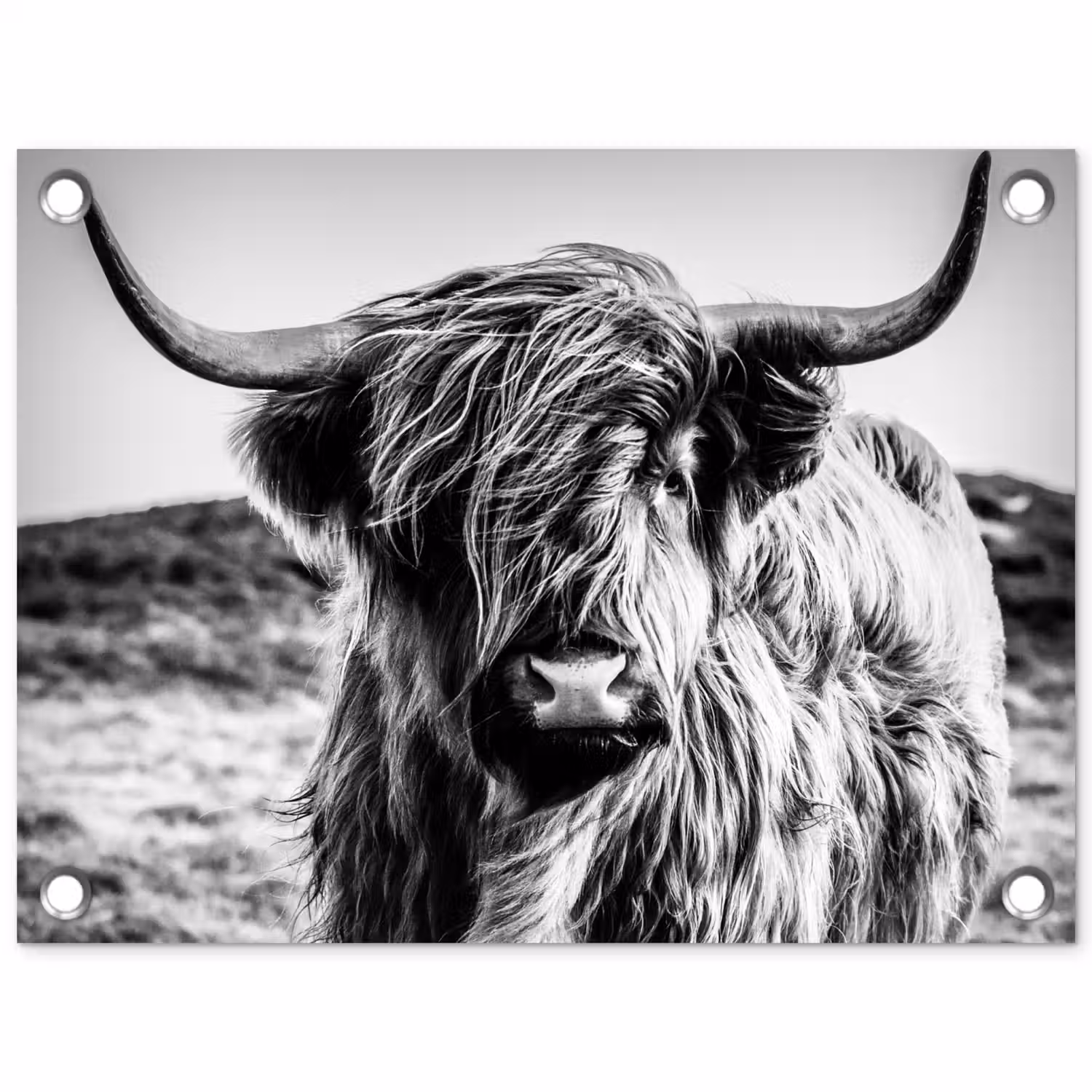 Schotse hooglander - Natuur - Koe - Zwart - Wit tuinposter los doek klein -3d