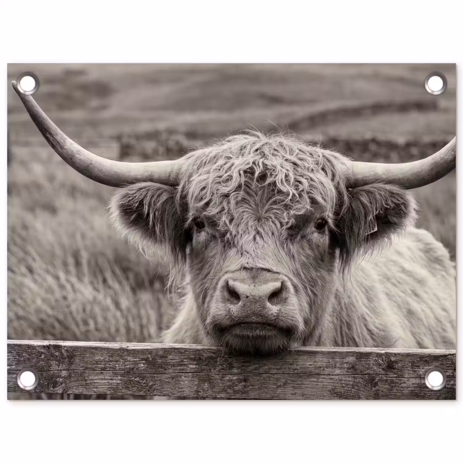 Schotse hooglander - Zwart - Wit - Hout tuinposter los doek klein -3d