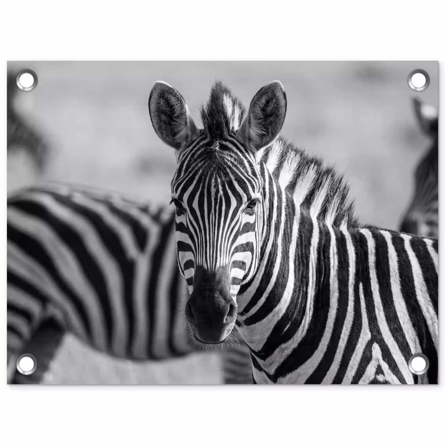 Zebra's - Zwart - Wit tuinposter los doek klein -3d