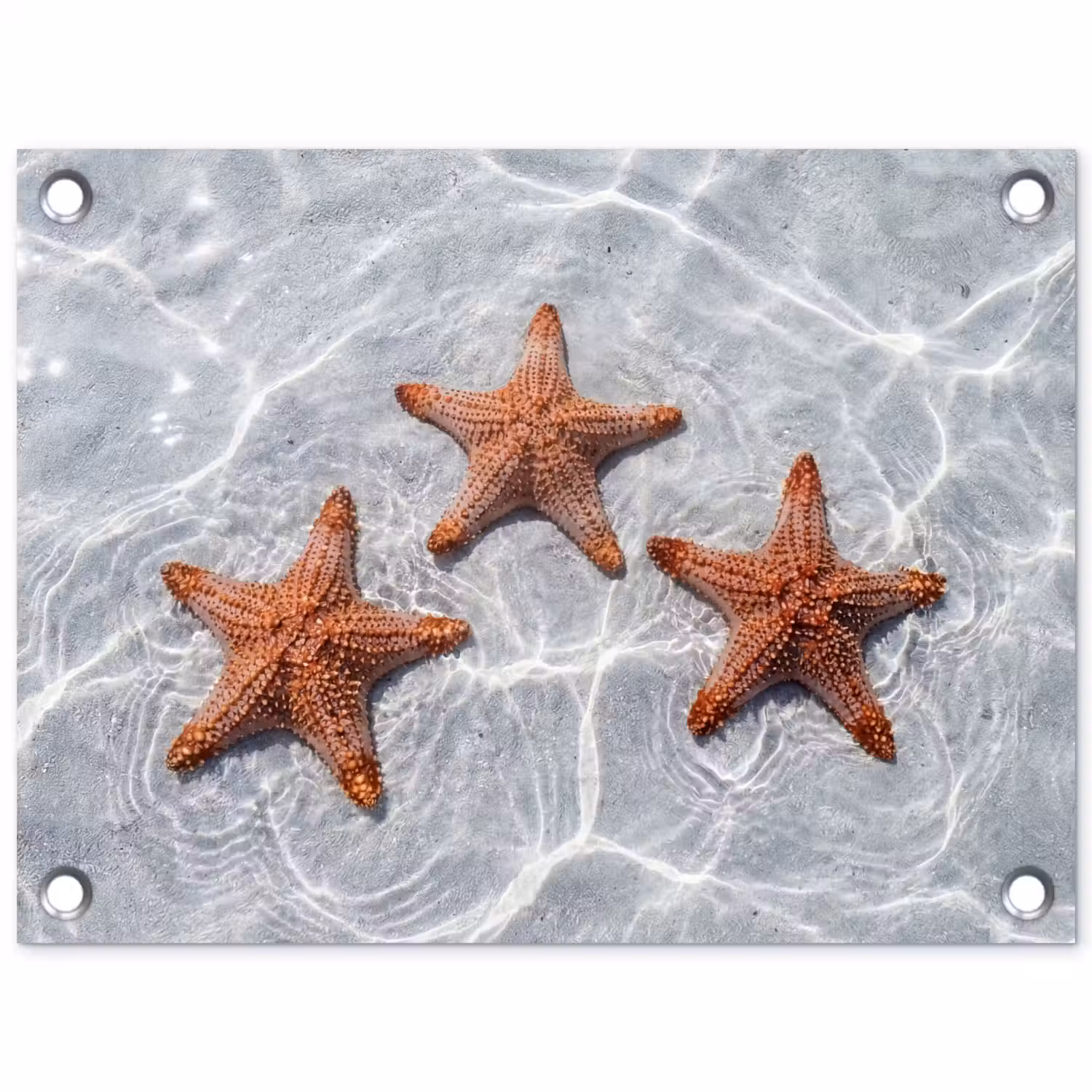 Zeesterren - Water - Helder tuinposter los doek klein -3d