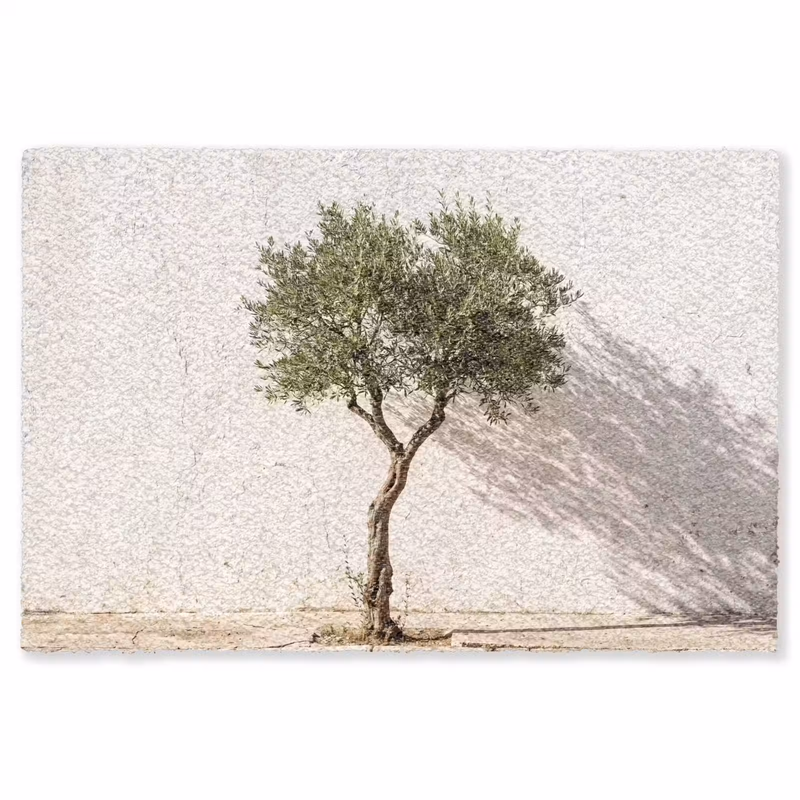 Vloerkleed - Olijfboom - muur - wit - Olijfboom - muur - wit Vloerkleed Rechthoek klein