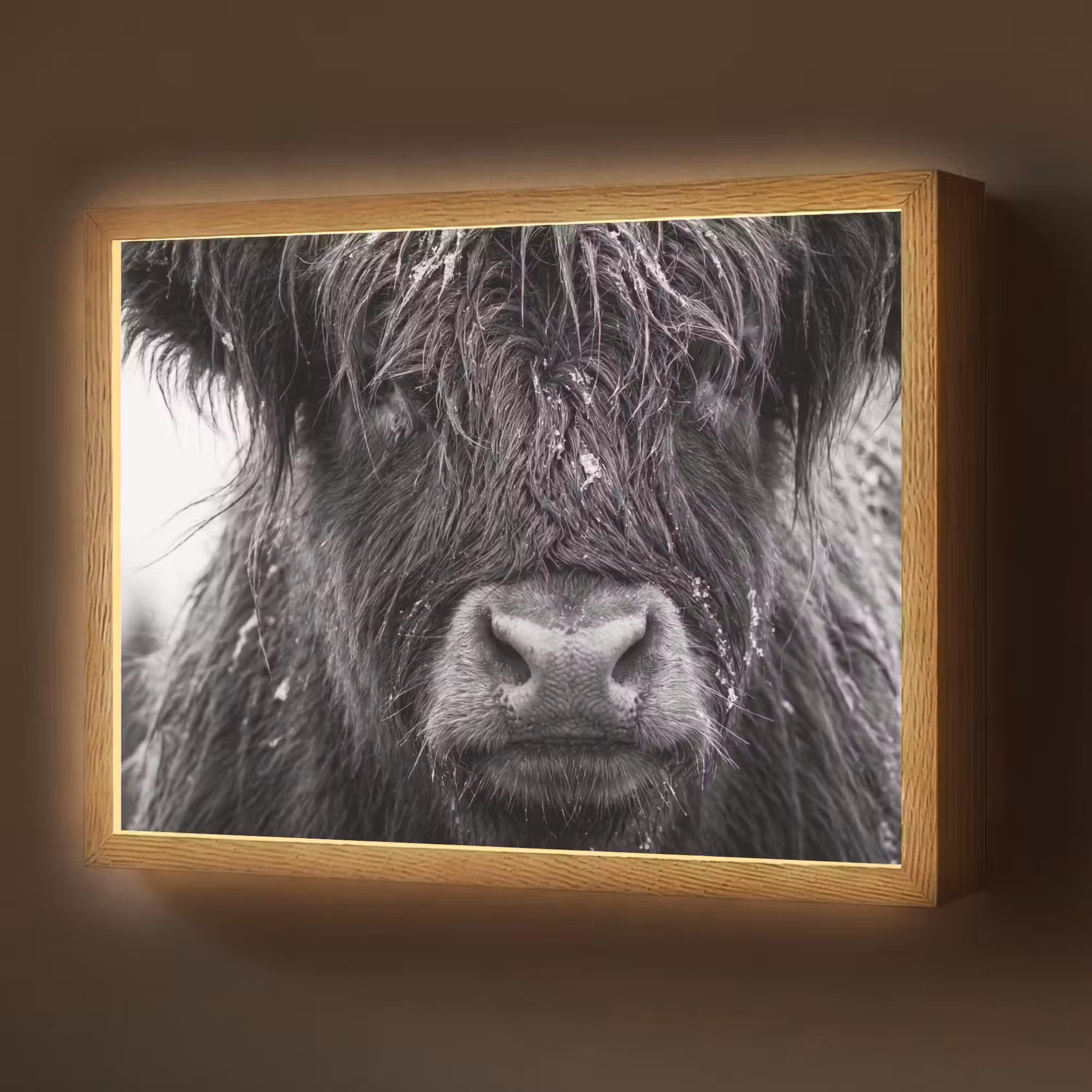 Lightbox - Wandlamp - Schotse hooglander - Zwart - Wit - Sneeuwvlokken
