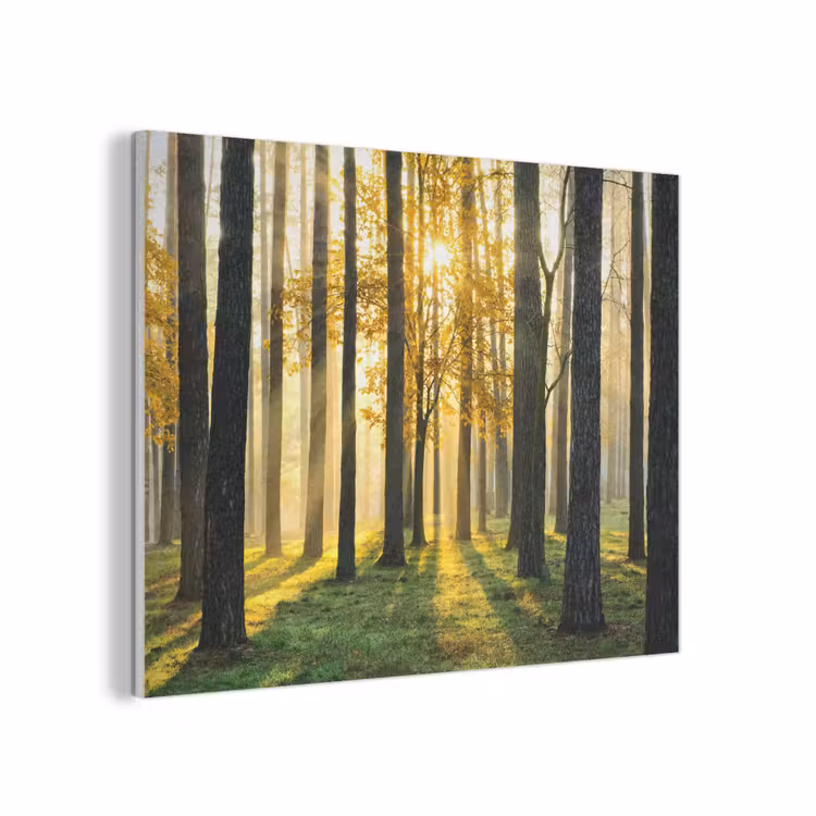 Bos - Zon - Bomen - Gras - Landschap - Natuur PET vilt klein -3d