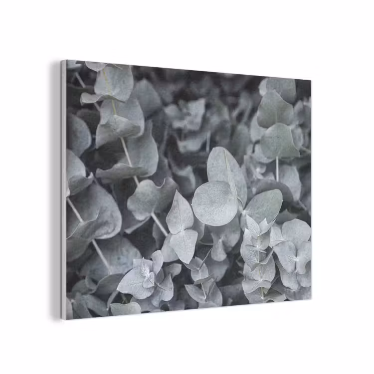 Natuur - Planten - Eucalyptus - Bladeren PET vilt klein -3d