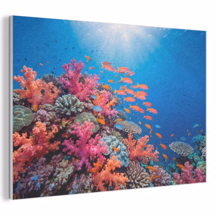 Onderwater - Koraalrif - Vissen - Oceaan - Natuur PET vilt klein -3d