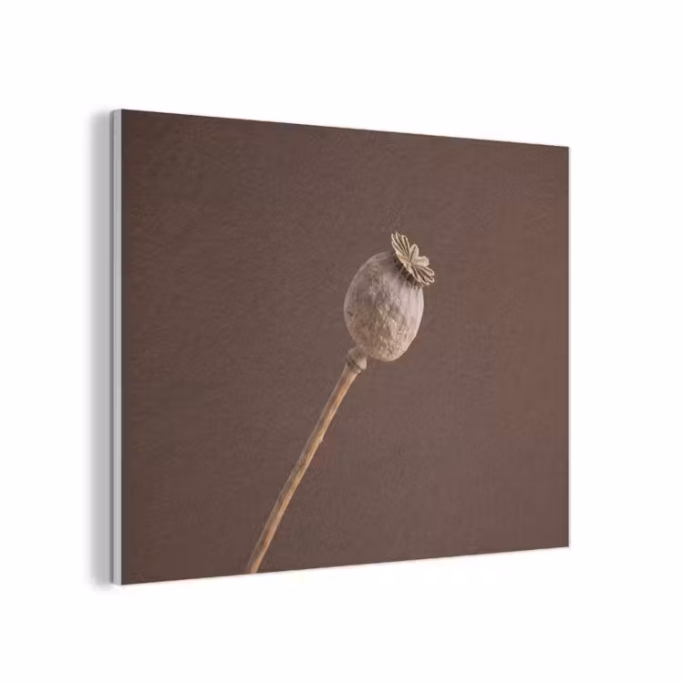 Papaverbol - Droogbloem - Bruin - Minimalistisch PET vilt klein -3d