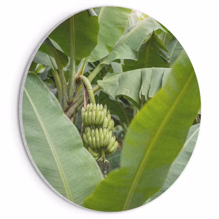 Eten - Bananen - Plantage - Groen Akoestische PET Vilt - Rond klein -3d
