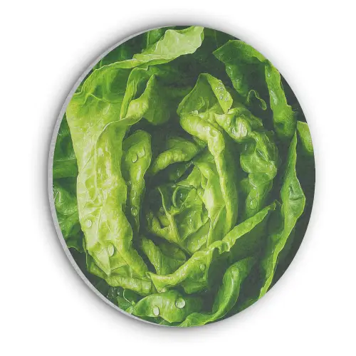Groente - Sla - Groen Akoestische PET Vilt - Rond klein -3d