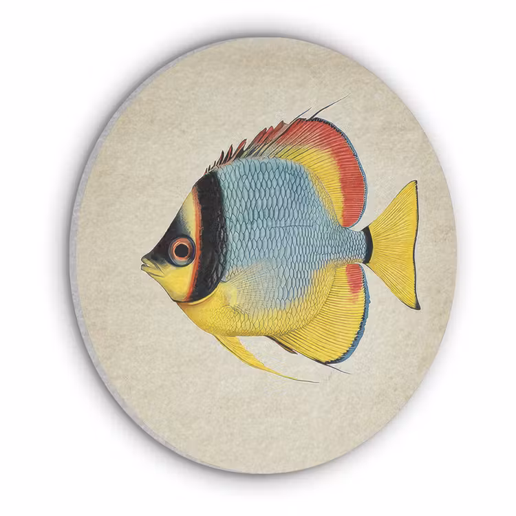 Kleurrijk - Vis - Schubben - Illustratie Akoestische PET Vilt - Rond klein -3d
