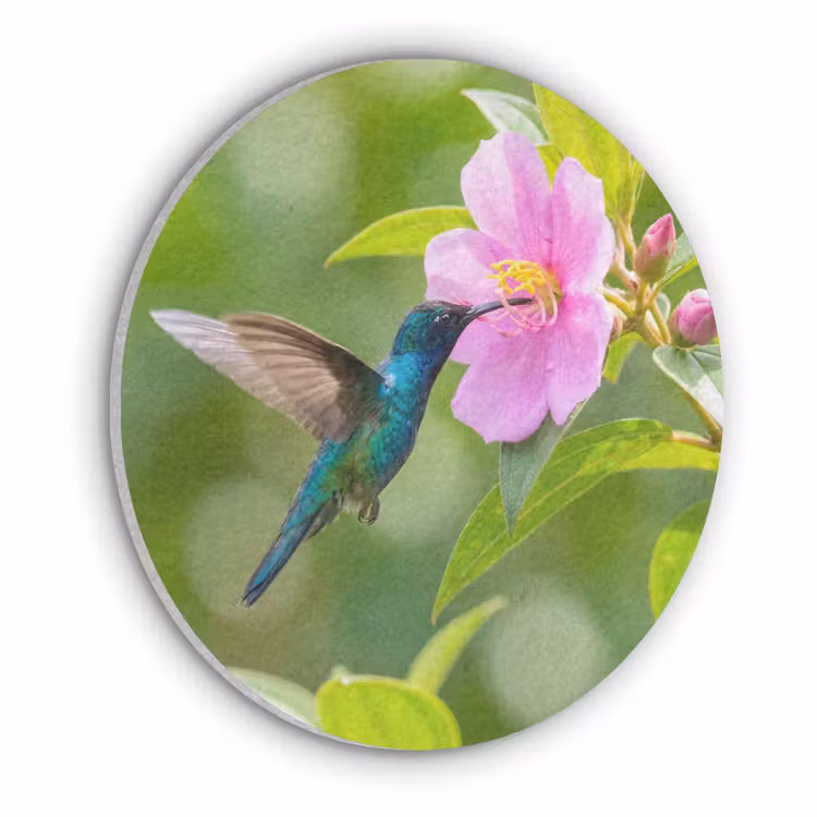 Kolibrie - Bloem - Natuur - Groen Akoestische PET Vilt - Rond klein -3d