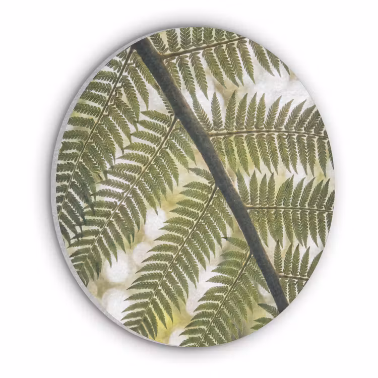 Plant - Blad - Natuur - Groen - Detail Akoestische PET Vilt - Rond klein -3d