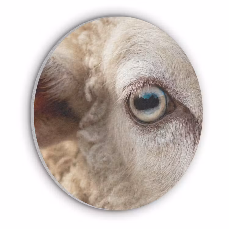 Schaap - Oog - Wit Akoestische PET Vilt - Rond klein -3d