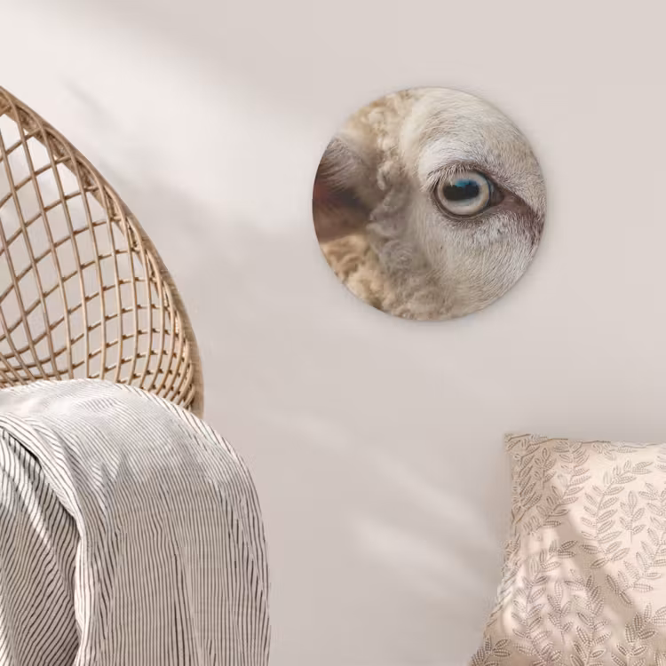 Schaap - Oog - Wit Akoestische PET Vilt - Rond klein -sfeer4