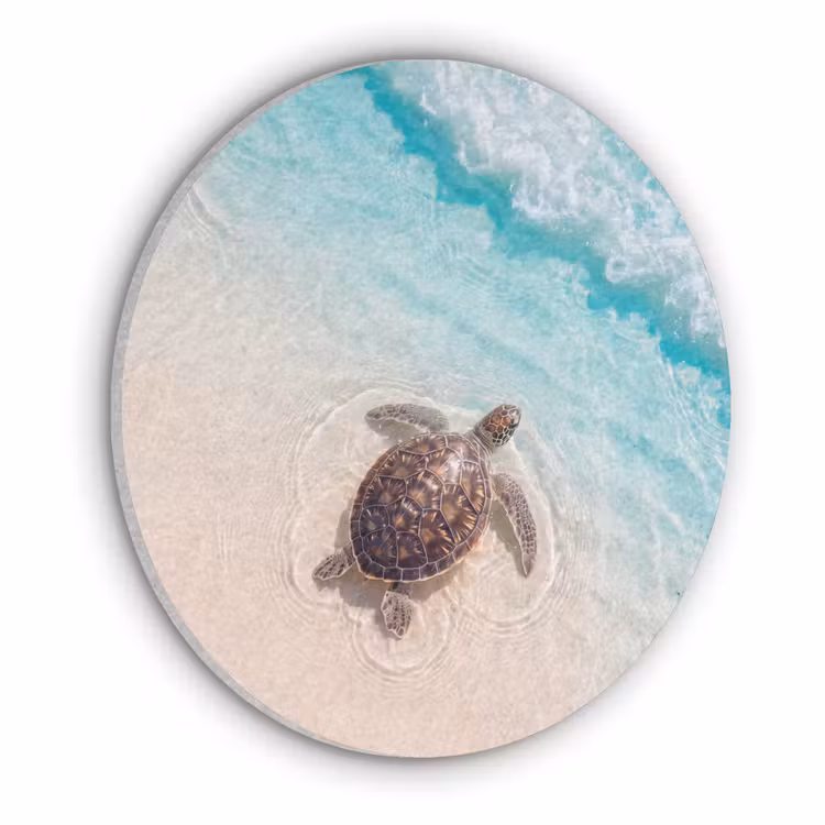 Schildpad - Helder water - Strand - Dieren - Natuur Akoestische PET Vilt - Rond klein -3d