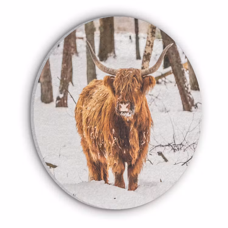 Schotse Hooglander - Sneeuw - Winter - Natuur - Dieren Akoestische PET Vilt - Rond klein -3d