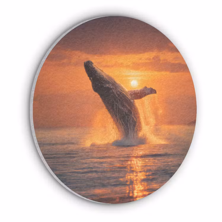 Walvis - Zon - Zee Akoestische PET Vilt - Rond klein -3d