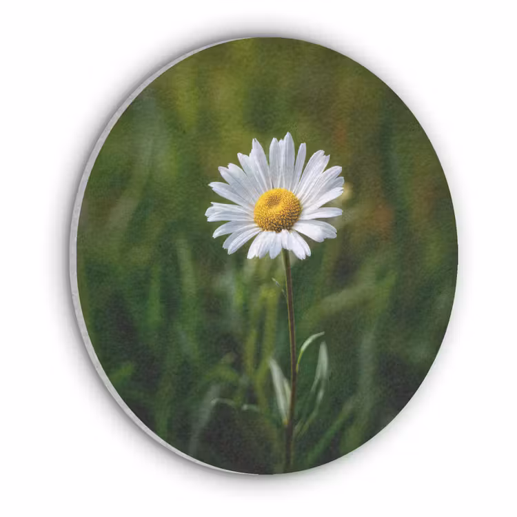 Wit - Madeliefje - Bloem - Gras Akoestische PET Vilt - Rond klein -3d