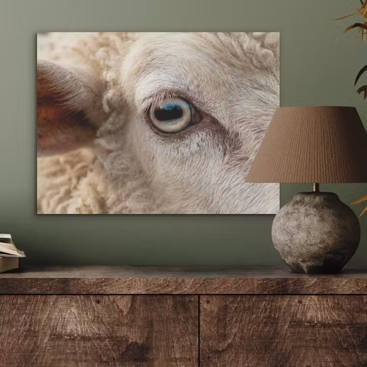 Schaap - Oog - Wit PET vilt klein -sfeer2