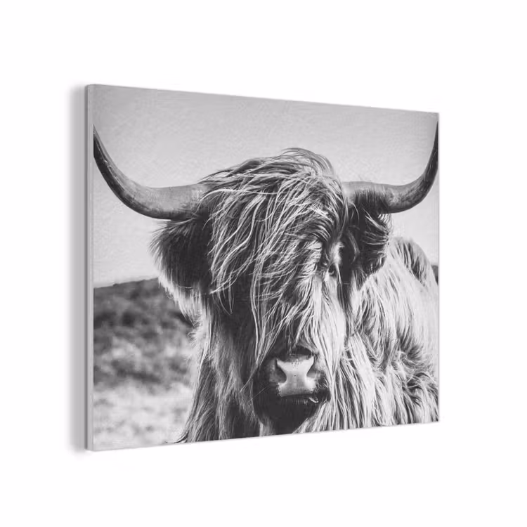 Schotse hooglander - Close up - Horens - Vacht - Zwart Wit PET vilt klein -3d
