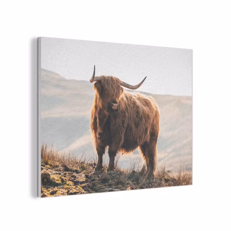 Schotse hooglander - Dieren - Landelijk - Landschap - Koe - Natuur PET vilt klein -3d