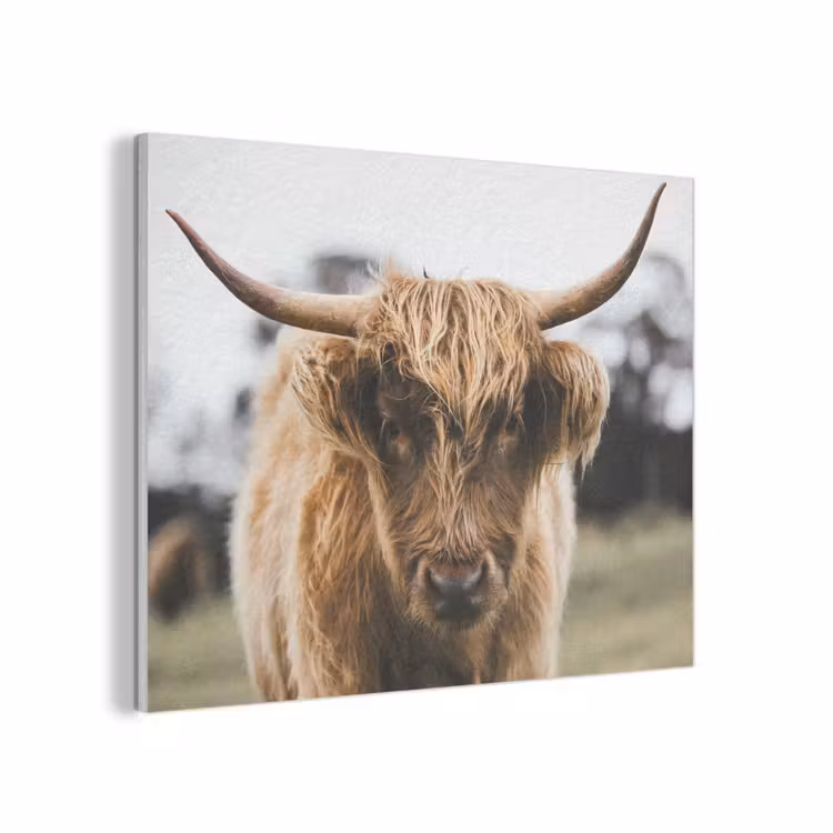 Schotse Hooglander -  Koe - Gras - Dieren - Natuur PET vilt klein -3d