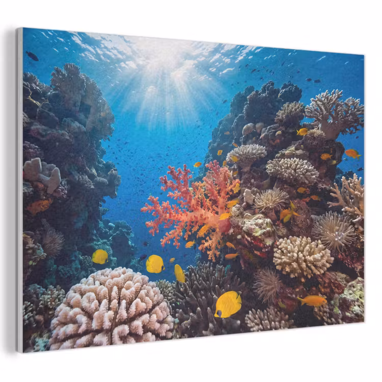 Zee - Koraalrif - Natuur - Levendig - Blauw PET vilt klein -3d