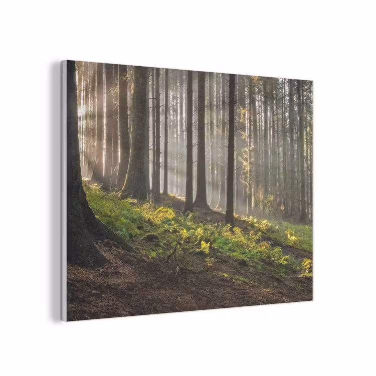 Zon - Takken - Bomen - Bos - Natuur PET vilt klein -3d